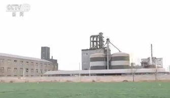 紅水澆地觸目驚心 用污水灌溉的小麥被賣往面粉廠后去向不明